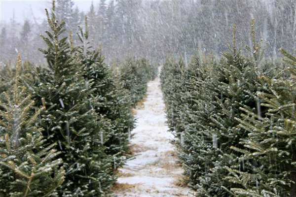 Home - Northern Lights Christmas Tree Farms